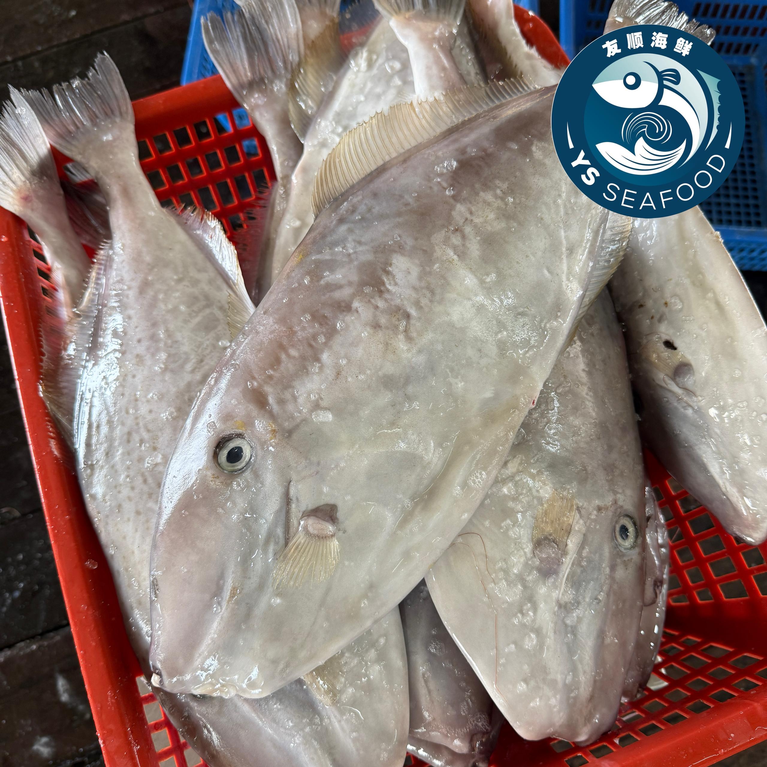 肉竹鱼 /鸡肉鱼/ 马面鱼 (LEATHER JACKET FISH/CHICKEN FISH) - YS Seafood 渔乡鲜货 · 直送到府