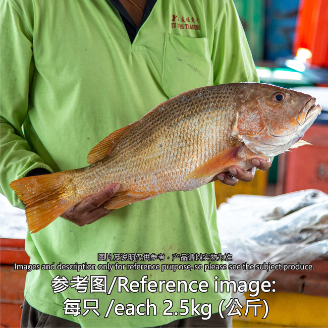 Red Snapper (红鱼) 1kg+- per fish