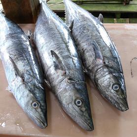 竹鲛鱼 (Narrow-barred Spanish Mackerel)