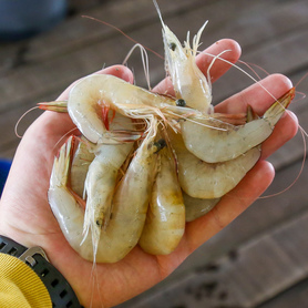 元虾 (Medium White Shrimp)