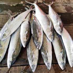 马鲛鱼|整只 (Spotted Spanish Mackerel |Whole Fish)