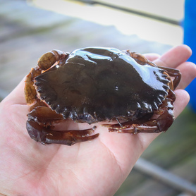 软壳蟹 (Soft Shell Crab)