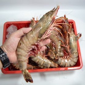 老虎虾 (Tiger Prawn) (2pcs/pack)