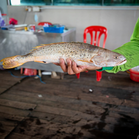 花三牙 (Croaker Fish)