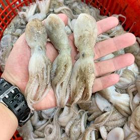 小八爪鱼/小章鱼 (Baby Octopus)