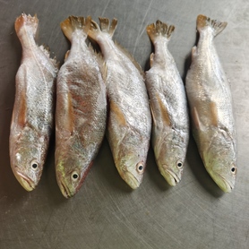 三牙鱼（Triple Teeth Fish）