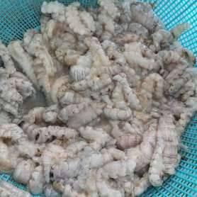 虾姑肉 (Mantis Prawn Meat)