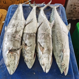 板鲛鱼 (Spotted Mackerel)