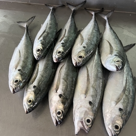 硬尾鱼 (HARDTAIL SCAD)