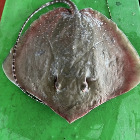 方鱼 / 魔鬼鱼 (只) Stingray / Ikan Pari