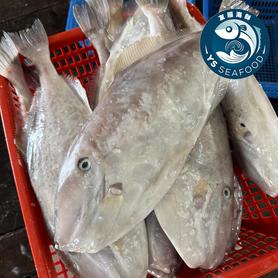 肉竹鱼 /鸡肉鱼/ 马面鱼 (LEATHER JACKET FISH/CHICKEN FISH)
