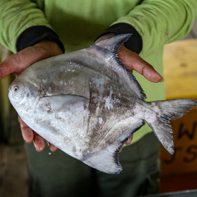 中斗鲳 Chinese Pomfret(300-390gram /pcs)