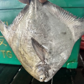 正斗鲳 Chinese Pomfret(500-690gram /pcs)