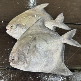 斗白鲳 Chinese Pomfret(200-290gram/pcs)