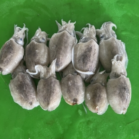 小目斗(Small Cuttelfish)