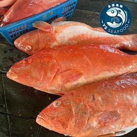 东星斑 Leopard coral grouper