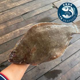 左口鱼 (FLOUNDER FISH)