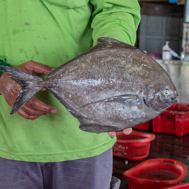 黑鲳鱼 (Black Pomfret)