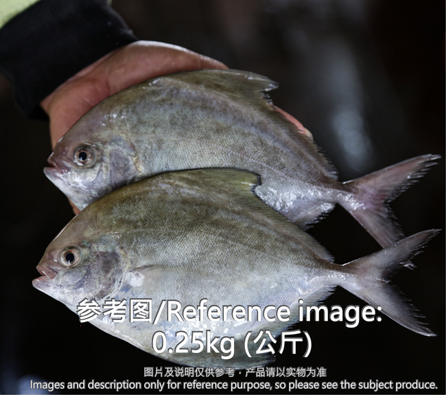 黑鲳鱼 (Black Pomfret)