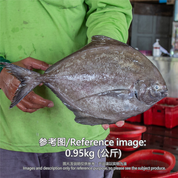 黑鲳鱼 (Black Pomfret)