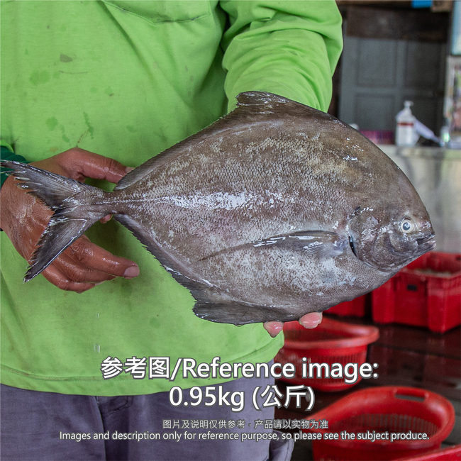 黑鲳鱼 (Black Pomfret)