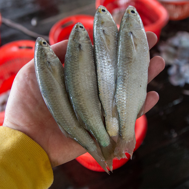 只仔鱼 (Mullet Fish)