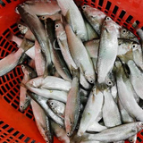 只仔鱼 (Mullet Fish)