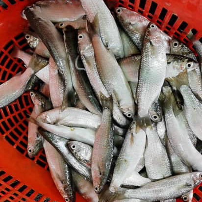 只仔鱼 (Mullet Fish)