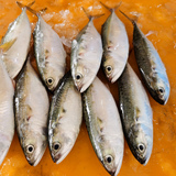 甘榜鱼 (Ikan Kembung)