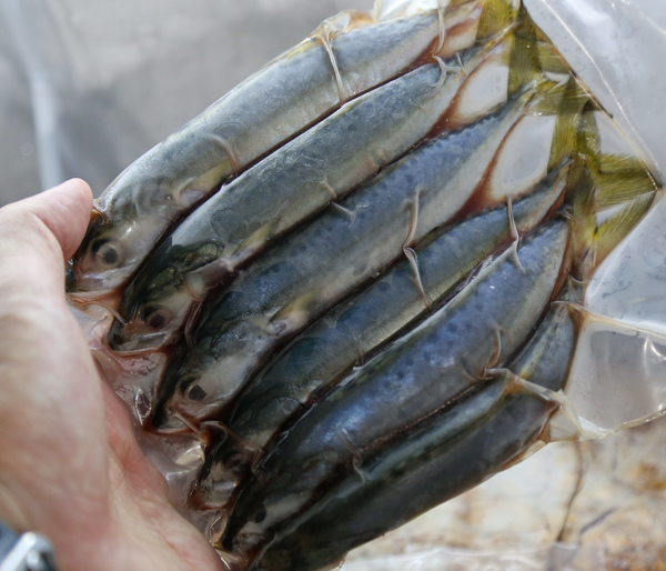 甘榜鱼 (Ikan Kembung)