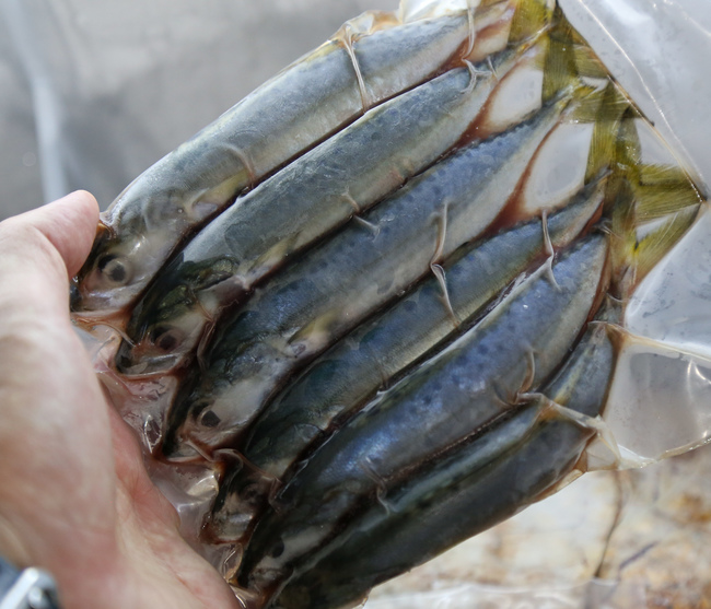 甘榜鱼 (Ikan Kembung)