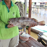 石斑鱼 (Grouper / Ikan Kerapu)