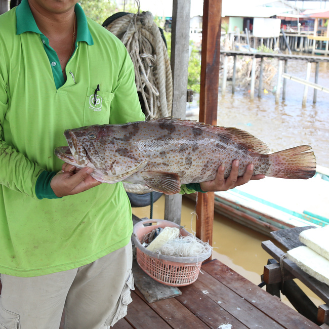 石斑鱼 (Grouper / Ikan Kerapu)