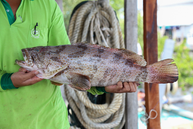 石斑鱼 (Grouper / Ikan Kerapu)