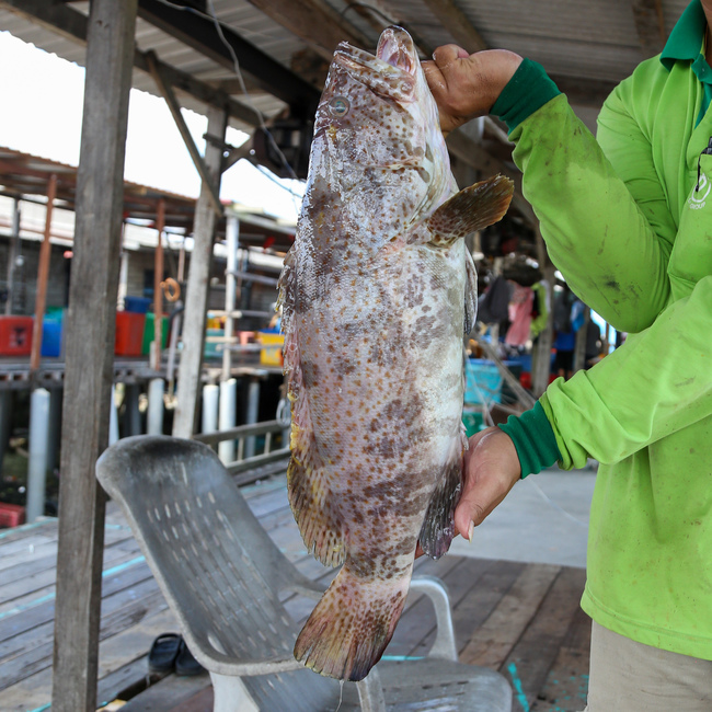 石斑鱼 (Grouper / Ikan Kerapu)