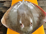 方鱼 / 魔鬼鱼 (1-3片/包) Stingray / Ikan Pari (1-3 slices)