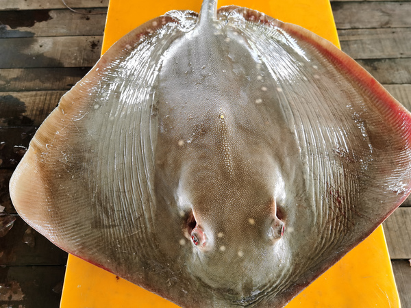 方鱼 / 魔鬼鱼 (1-3片/包) Stingray / Ikan Pari (1-3 slices)
