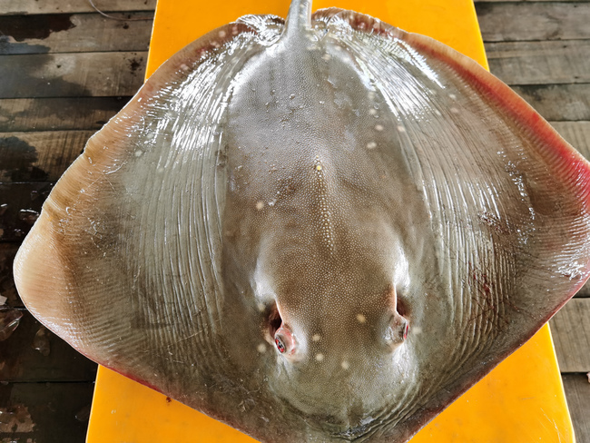 方鱼 / 魔鬼鱼 (1-3片/包) Stingray / Ikan Pari (1-3 slices)