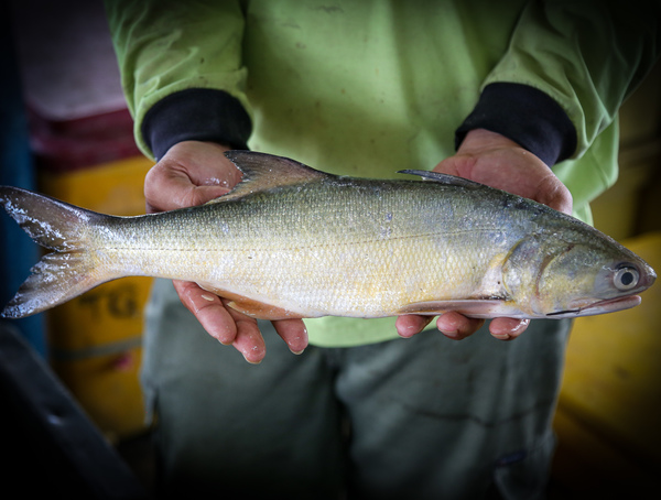 马友鱼/午鱼 (Threadfin)