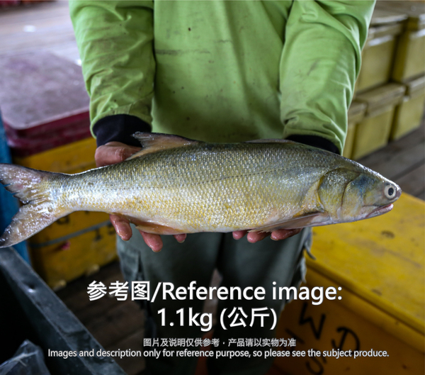 马友鱼/午鱼 (Threadfin)