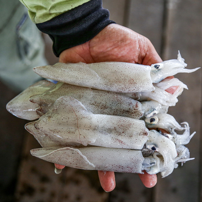 小东 / 乌贼 (Squid)