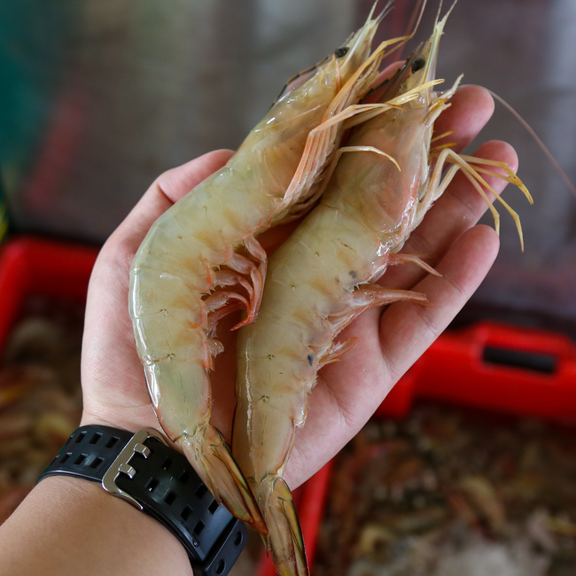 大虾/大明虾/红脚 (Big Shrimp)