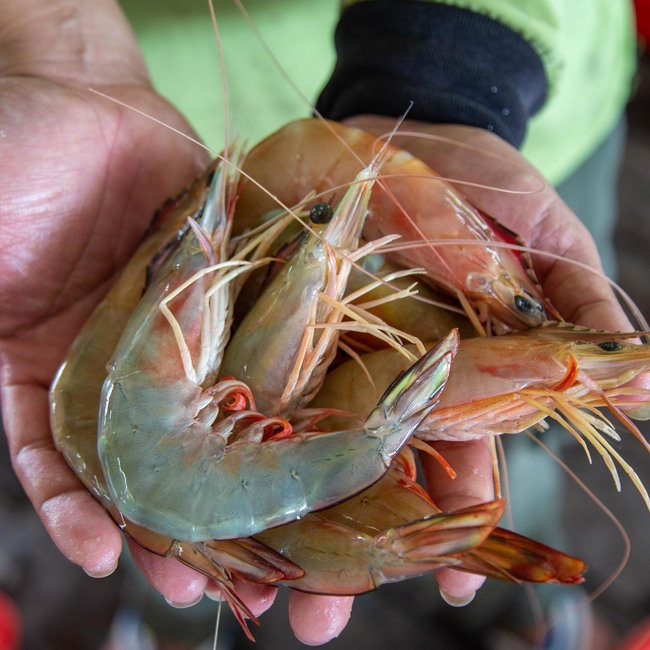 大虾/大明虾/红脚 (Big Shrimp)