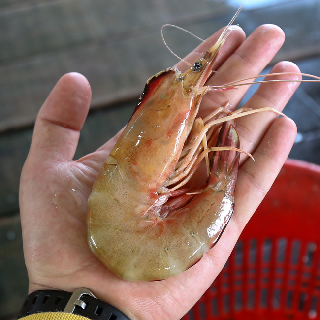 大虾/大明虾/红脚 (Big Shrimp)