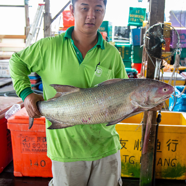 顺丰鱼 (Indian Threadfin/Ikan Kurau)