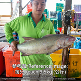 顺丰鱼 (Indian Threadfin/Ikan Kurau)