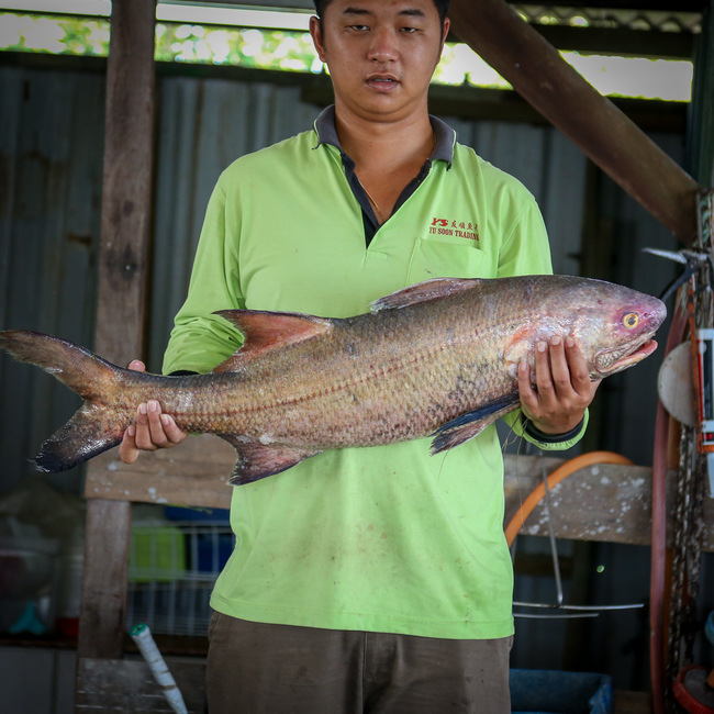 顺丰鱼 (Indian Threadfin/Ikan Kurau)