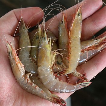 虾 (Shrimps) - YS Seafood 渔乡鲜货 · 直送到府