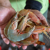 大虾仁 (Big Shrimp Meat)