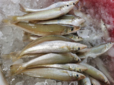 沙尖鱼 (Silver Sillago / Ikan Burus)